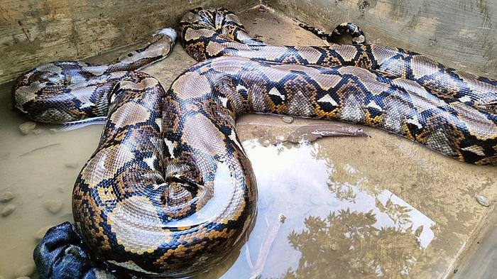 Mangsa 70 Ekor Unggas selama 3 Bulan: Penangkapan Ular Piton 7 Meter di Cirebon